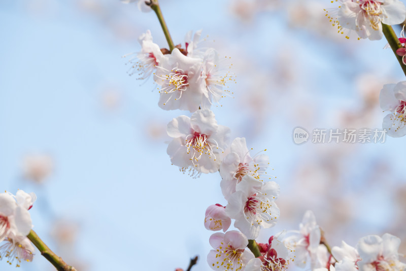 杭州西溪灵峰探梅梅花