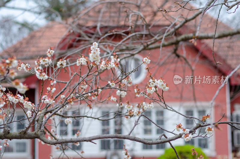 青岛中山公园梅花园，白梅盛开