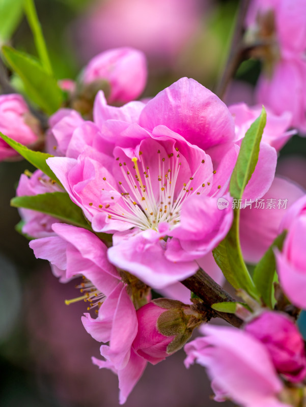 春天的桃花开花特写