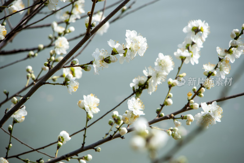 春天枝头盛开的白色桃花 白花山碧桃