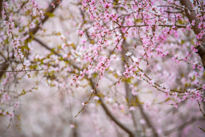 桃树桃花桃树林