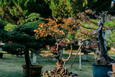 擷景园盆栽