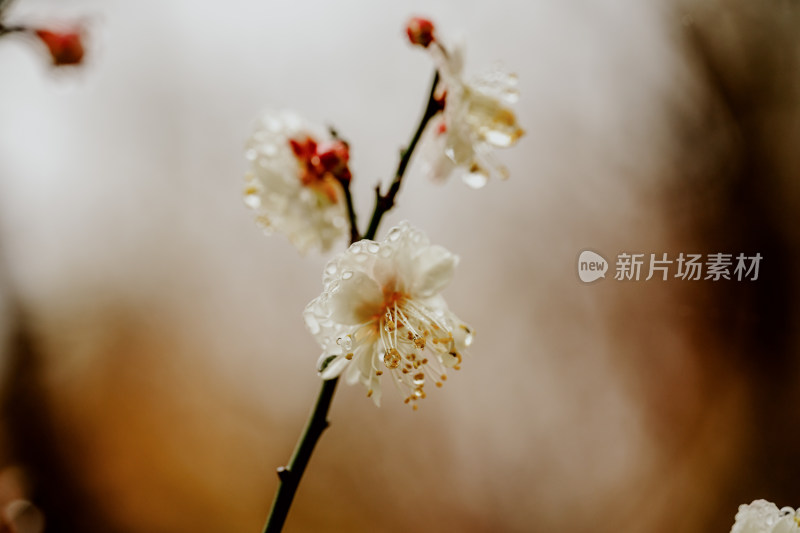 雨天盛开的西溪湿地梅花微距视角