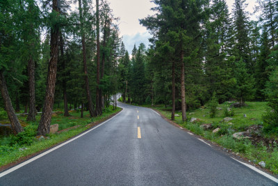 夏天新疆喀纳斯景区的林中公路