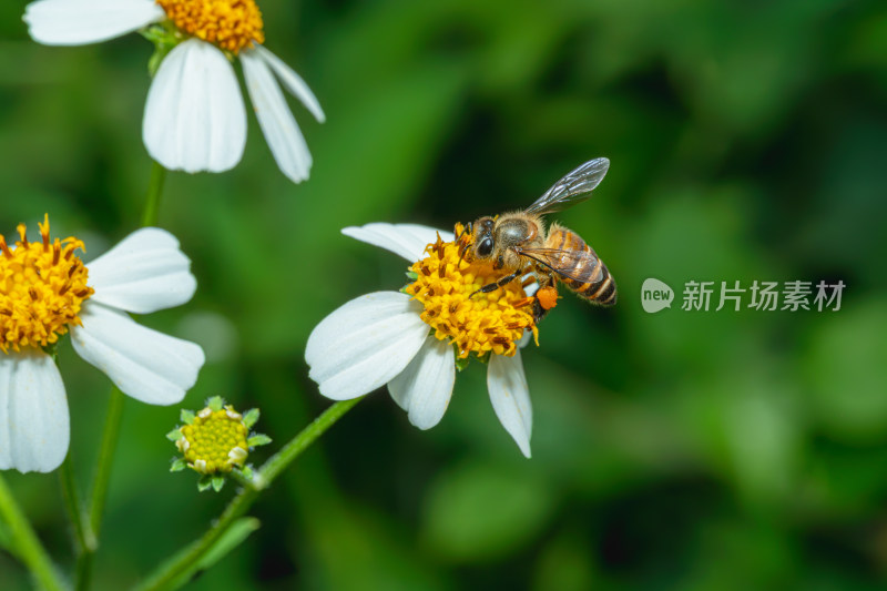 蜜蜂在花上授粉的特写镜头