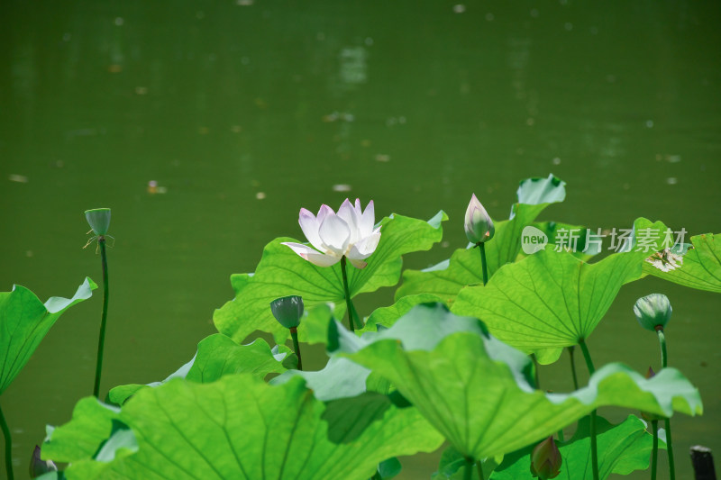 荷花，优雅绽放于碧绿荷叶间