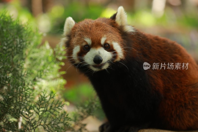 野生动物小熊猫