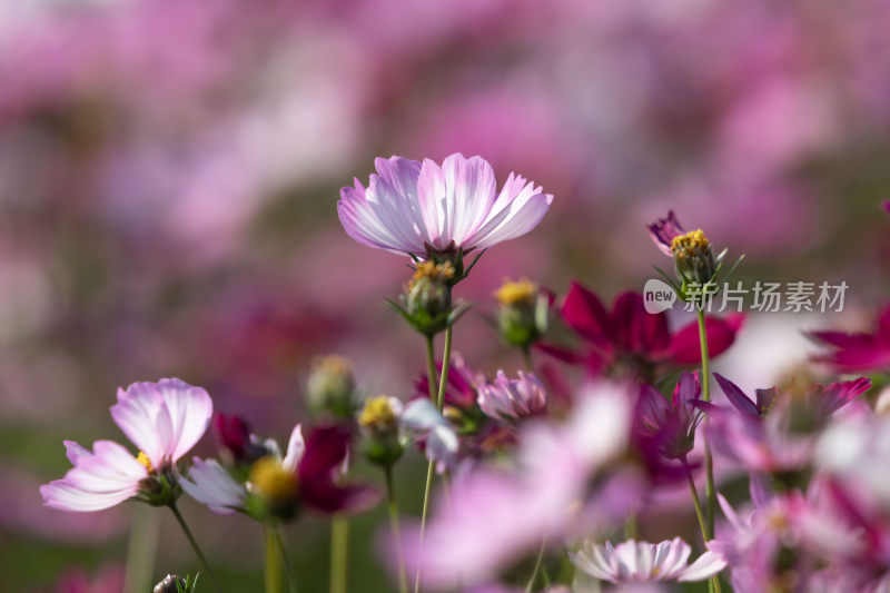 春天立春节气格桑花盛开