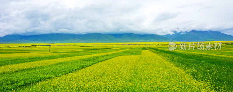 甘肃门源油菜花海