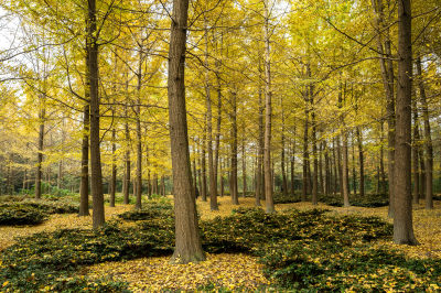 秋天金色的森林树木