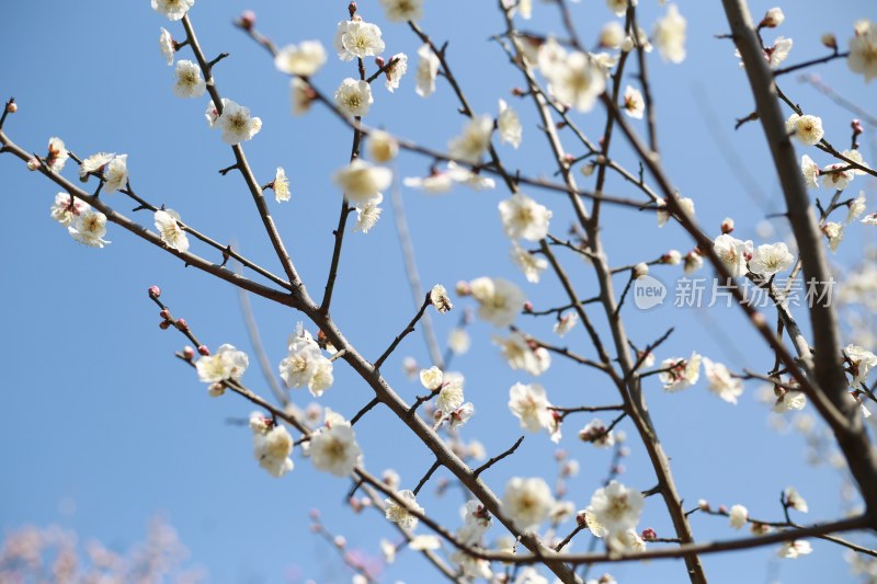 梅花 春梅绽放