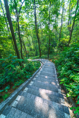 广州麓湖公园鸿鹄山森林登山栈道林荫小路