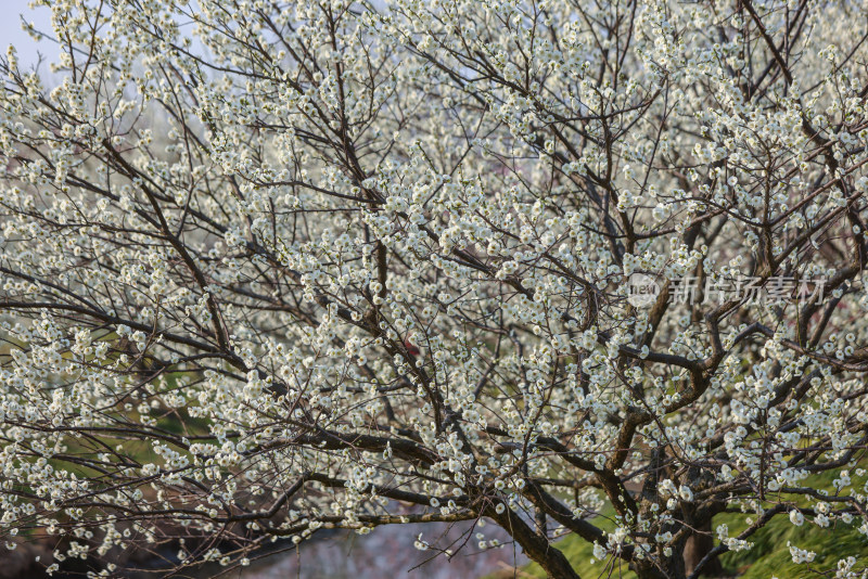 花开海上梅花节