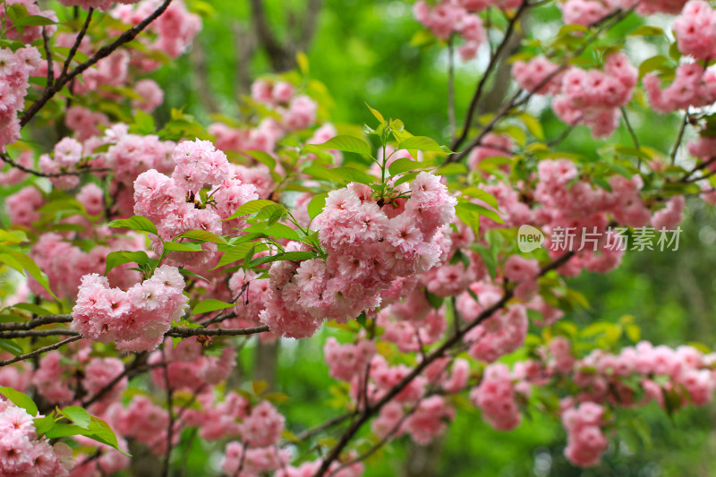 粉色樱花