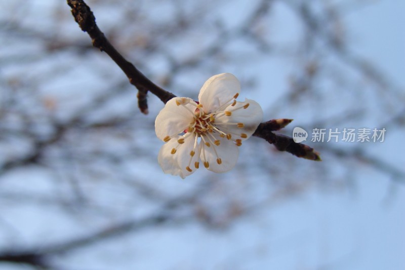 花卉花草