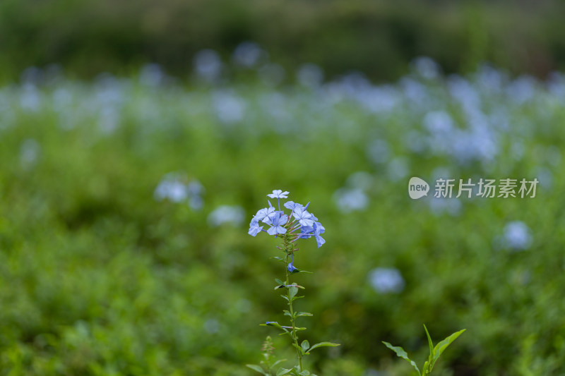 公园里的蓝雪花