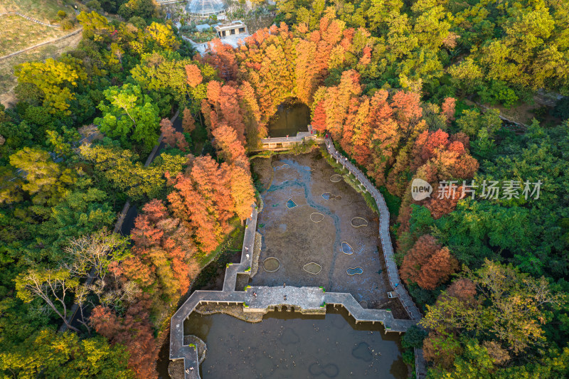 深圳仙湖植物园水杉林秋色