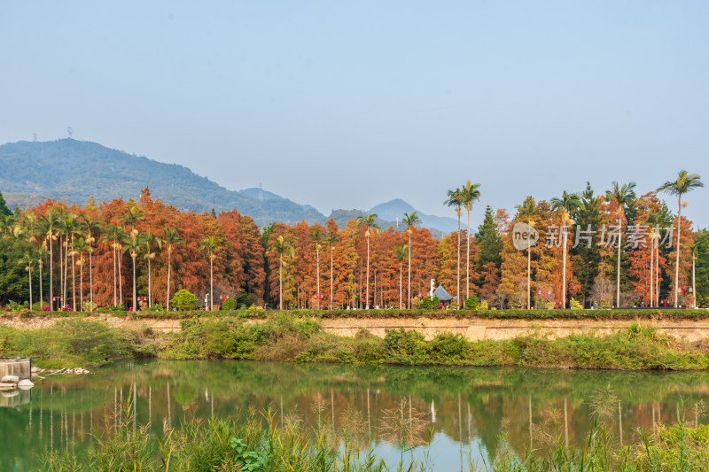 福州森林公园池杉