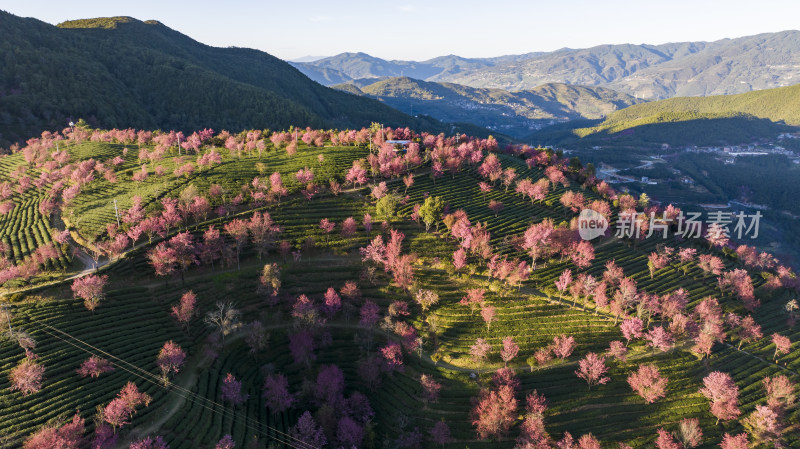 大理无量山樱花谷