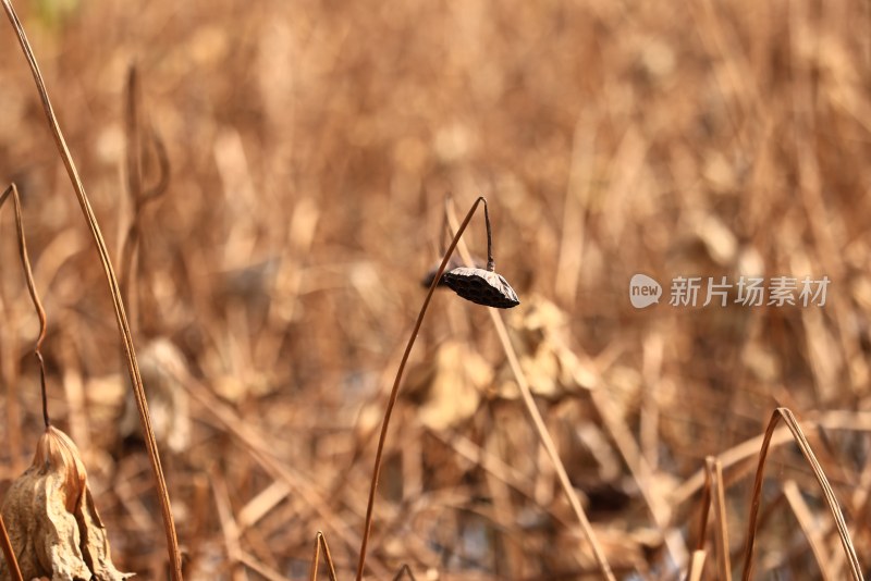 池塘里的残荷