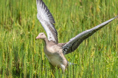 栖息在若尔盖草原花湖景区湿地里的灰雁