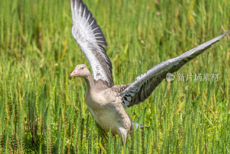 栖息在若尔盖草原花湖景区湿地里的灰雁
