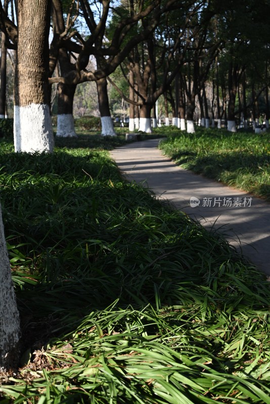 林荫小道绿植景观