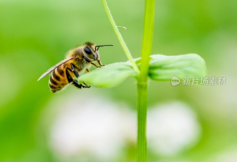 重庆酉阳：荞花.蜜蜂