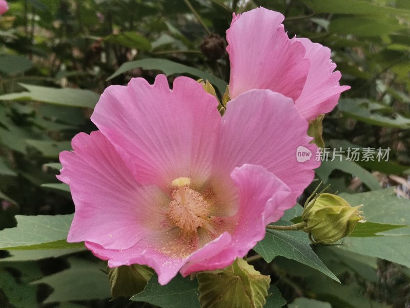 粉色木芙蓉花卉特写