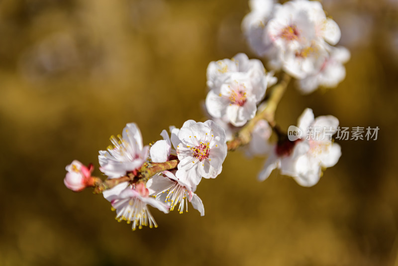 盛开杏树花枝