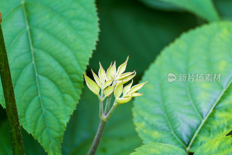 食用土当归嫩芽