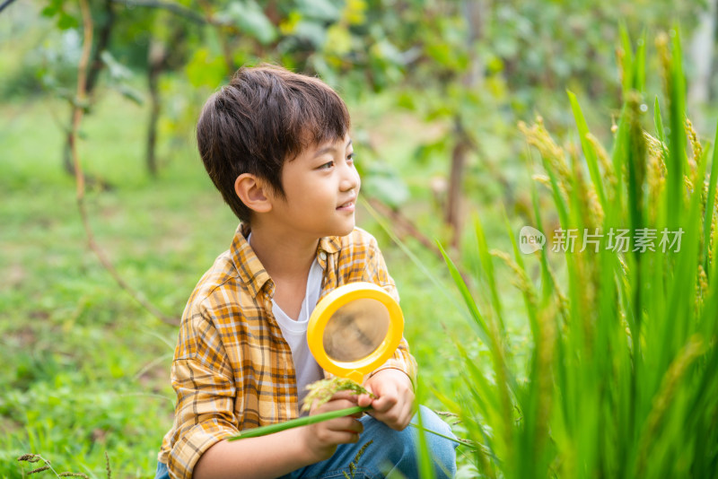 小男孩拿着放大镜观察植物