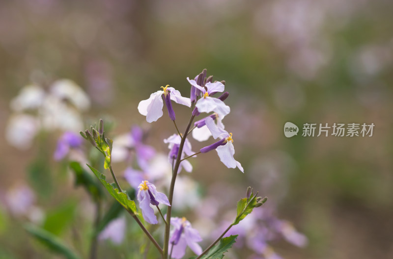 公园野花诸葛菜