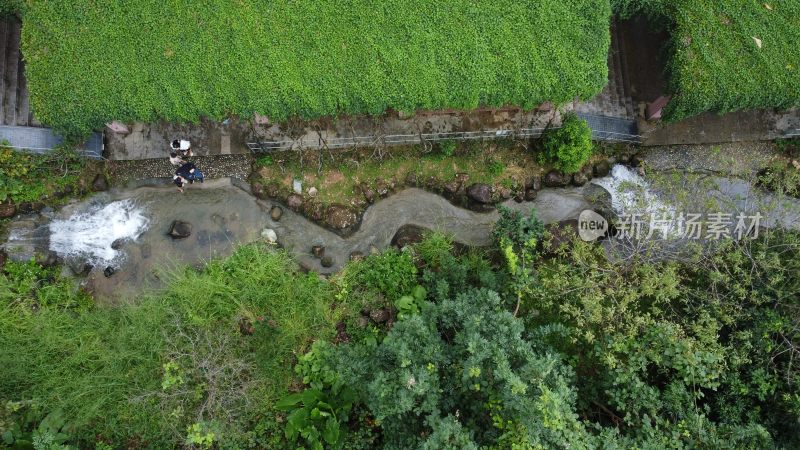 广东东莞：银瓶山树林溪涧流水潺潺