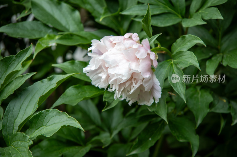 雨后挂满水珠的粉白色芍药花特写