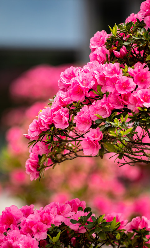 上海植物园杜鹃花盆景花开