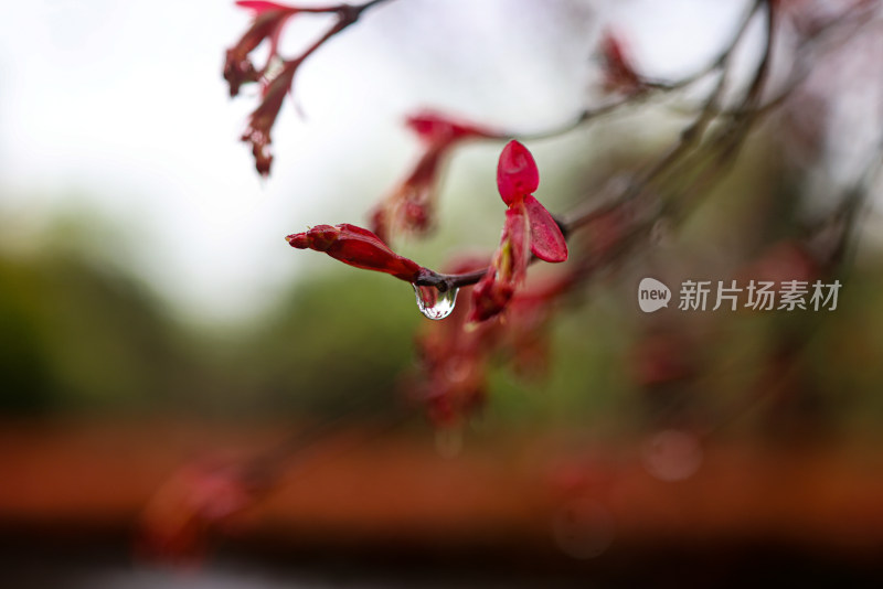 枫叶嫩芽 春天 雨水