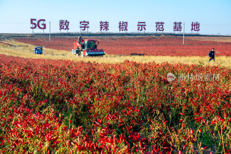 5G数字辣椒种植基地丰收航拍