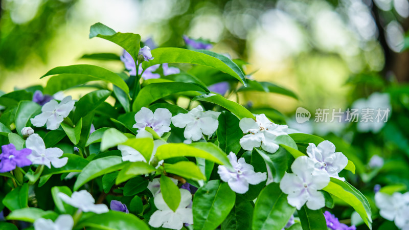 双色茉莉开花特写