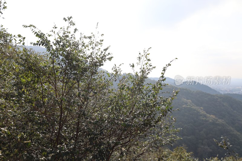 山林间繁茂树木风景