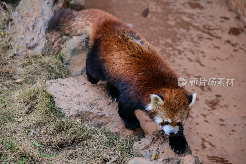 小熊猫攀爬岩石