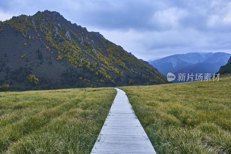 高山草甸的自然风光