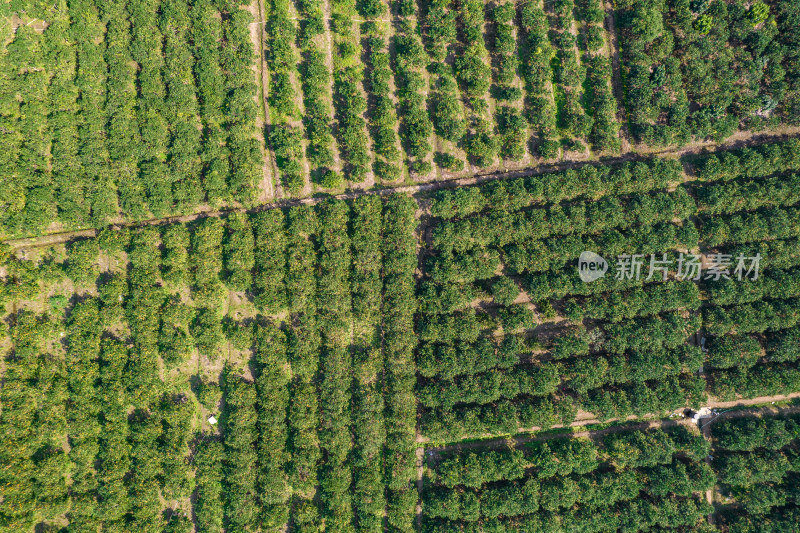 湛江红江农场廉江红橙种植园