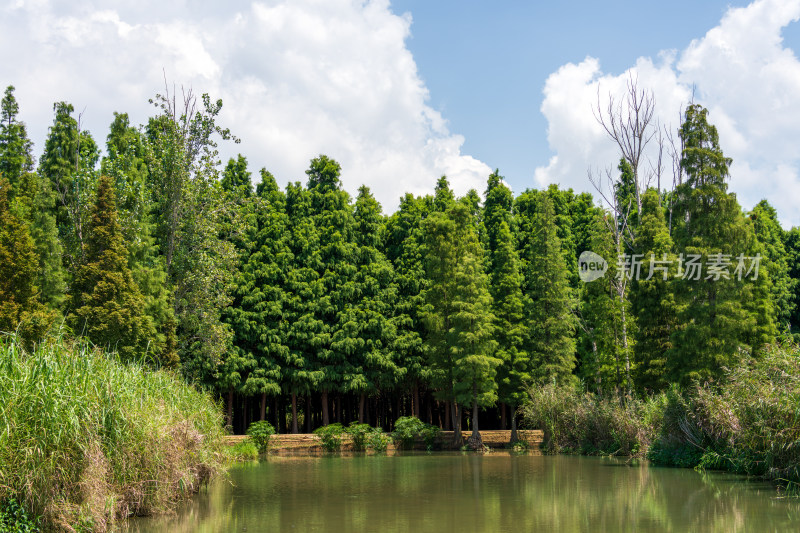 绿意盎然的昆明滇池湿地公园