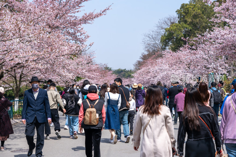 青岛中山公园樱花盛开的粉色樱花