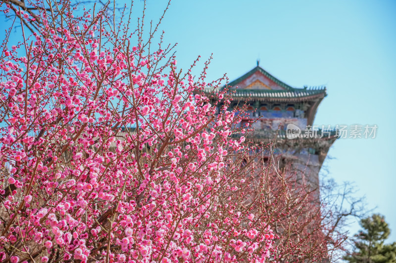 春天北京市内桃花盛开明城墙遗址公园