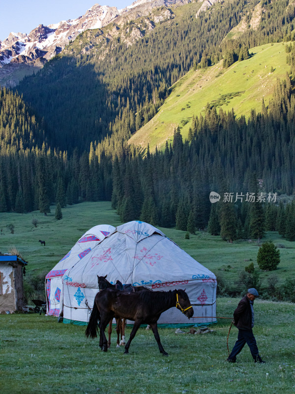 草原森林中的马匹和蒙古包的自然风景
