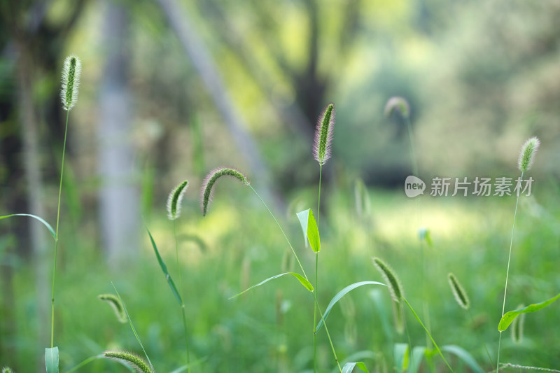 野狗的尾巴草