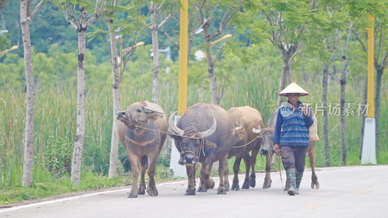 农民牵着水牛走在乡村道路