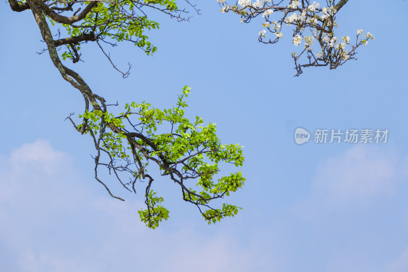 贵州威宁草海网红夫妻树梨树